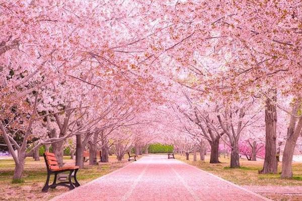 2022大连赏樱花的地方有哪些 大连赏樱花最佳时间1