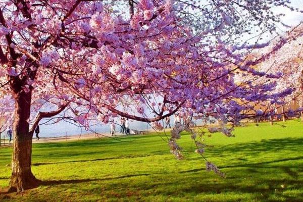 2022大连赏樱花的地方有哪些 大连赏樱花最佳时间2