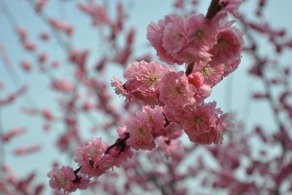 2022大连赏樱花的地方有哪些 大连赏樱花最佳时间3