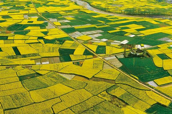 2022汉中油菜花自驾游路线 汉中油菜花最佳观赏时间2