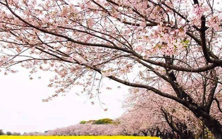 原创 由南往北,春已在路上2