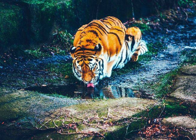 原创 为什么动物能直接喝“自然水”,而人类喝水却需要过滤?2