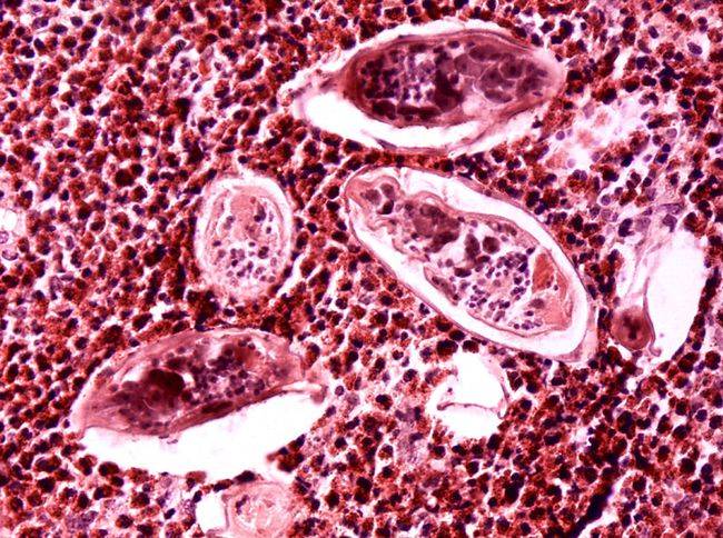 原创 为什么动物能直接喝“自然水”,而人类喝水却需要过滤?5