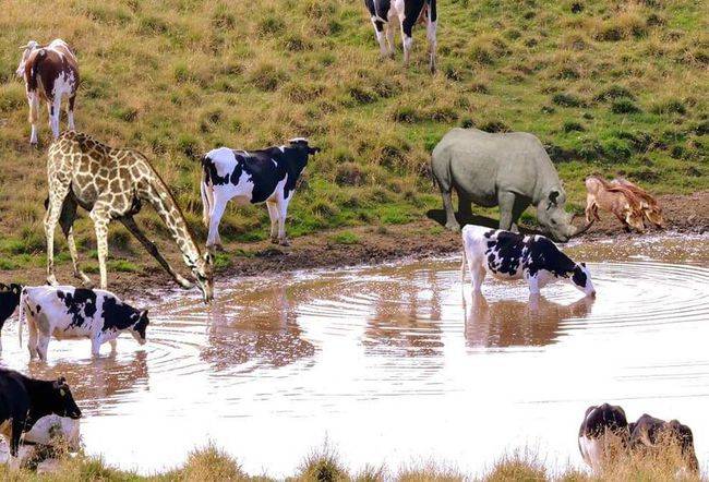 原创 为什么动物能直接喝“自然水”,而人类喝水却需要过滤?6