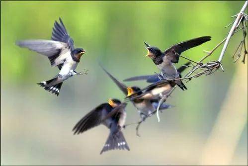 原创 为何燕子每年都要去南方越冬,而那个“南方”到底在哪里?1