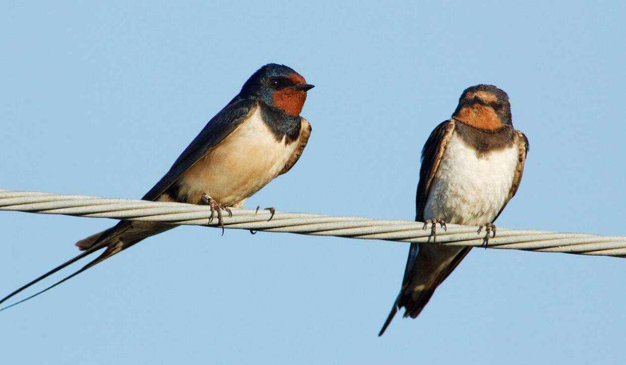 原创 为何燕子每年都要去南方越冬,而那个“南方”到底在哪里?2