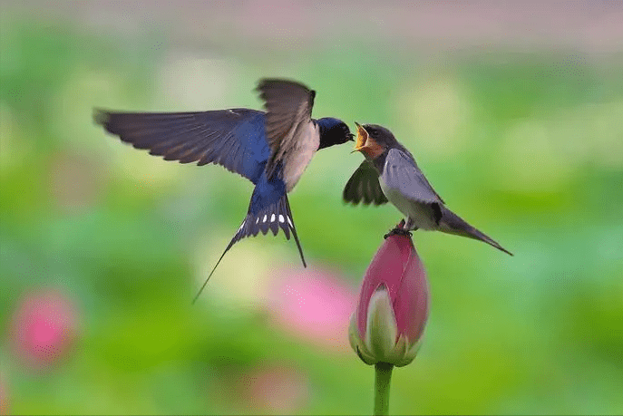 原创 为何燕子每年都要去南方越冬,而那个“南方”到底在哪里?3