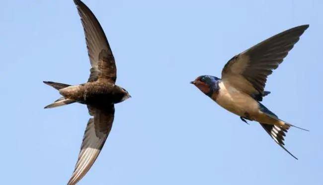 原创 为何燕子每年都要去南方越冬,而那个“南方”到底在哪里?6