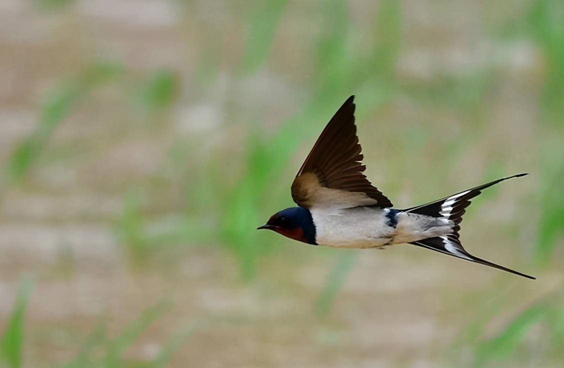 原创 为何燕子每年都要去南方越冬,而那个“南方”到底在哪里?7