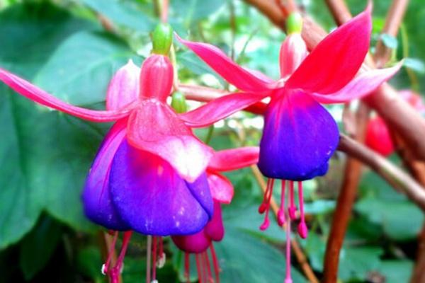 广州春季踏青最佳路线推荐2