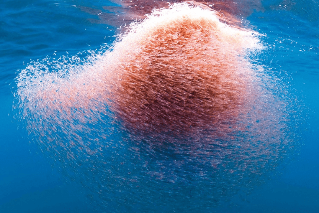 原创 南极磷虾:10亿吨“海上金矿”,各国争先捕捞,中国为何成黑马?1