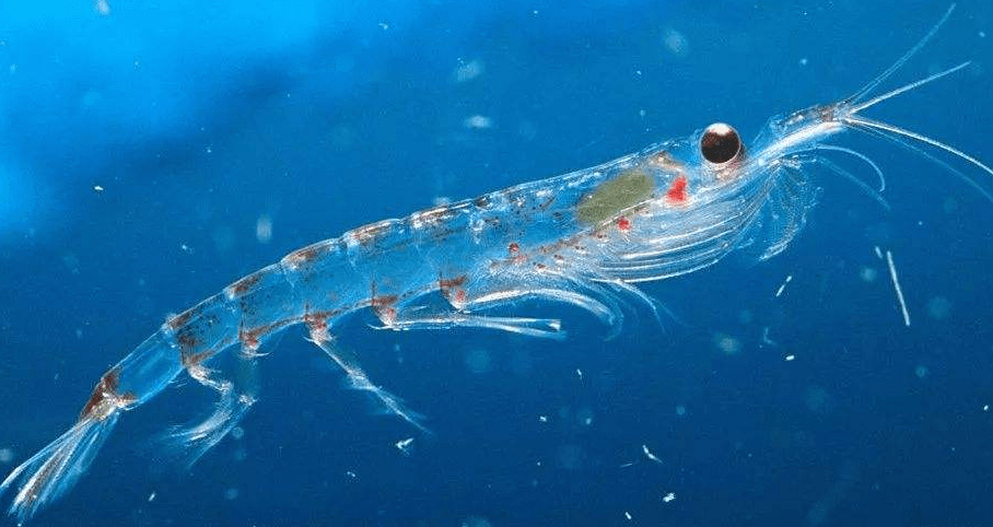 原创 南极磷虾:10亿吨“海上金矿”,各国争先捕捞,中国为何成黑马?2