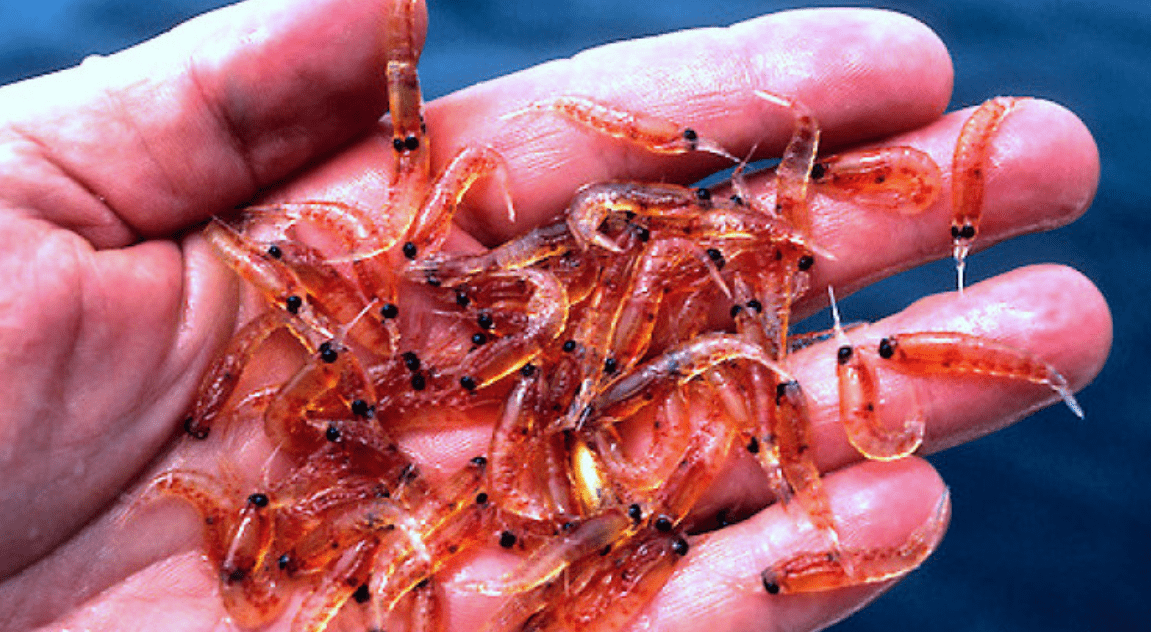 原创 南极磷虾:10亿吨“海上金矿”,各国争先捕捞,中国为何成黑马?4