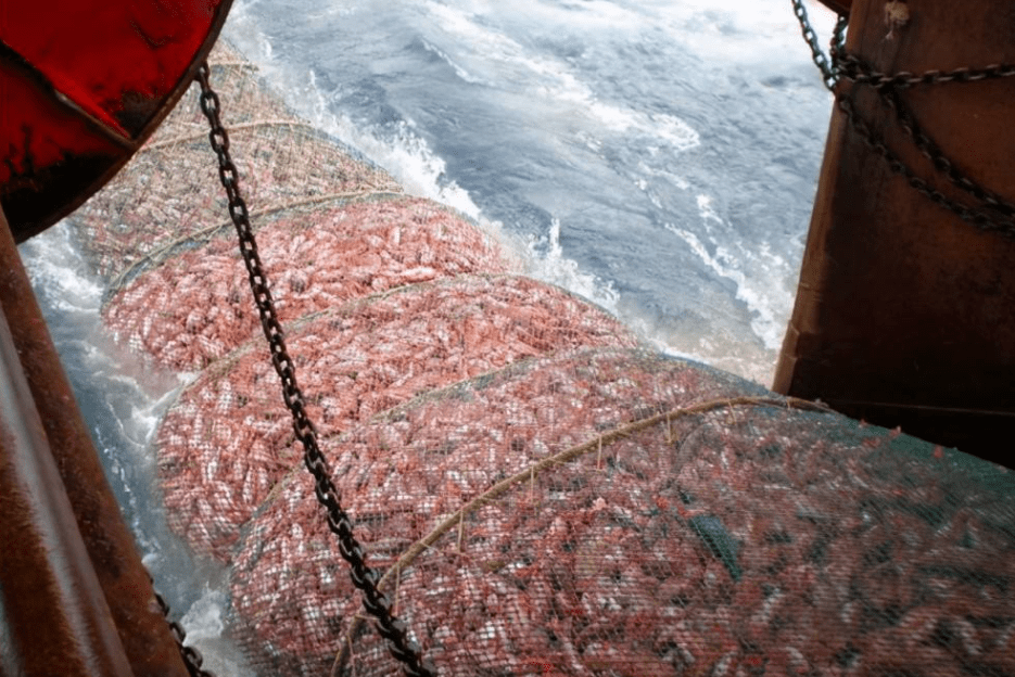 原创 南极磷虾:10亿吨“海上金矿”,各国争先捕捞,中国为何成黑马?8