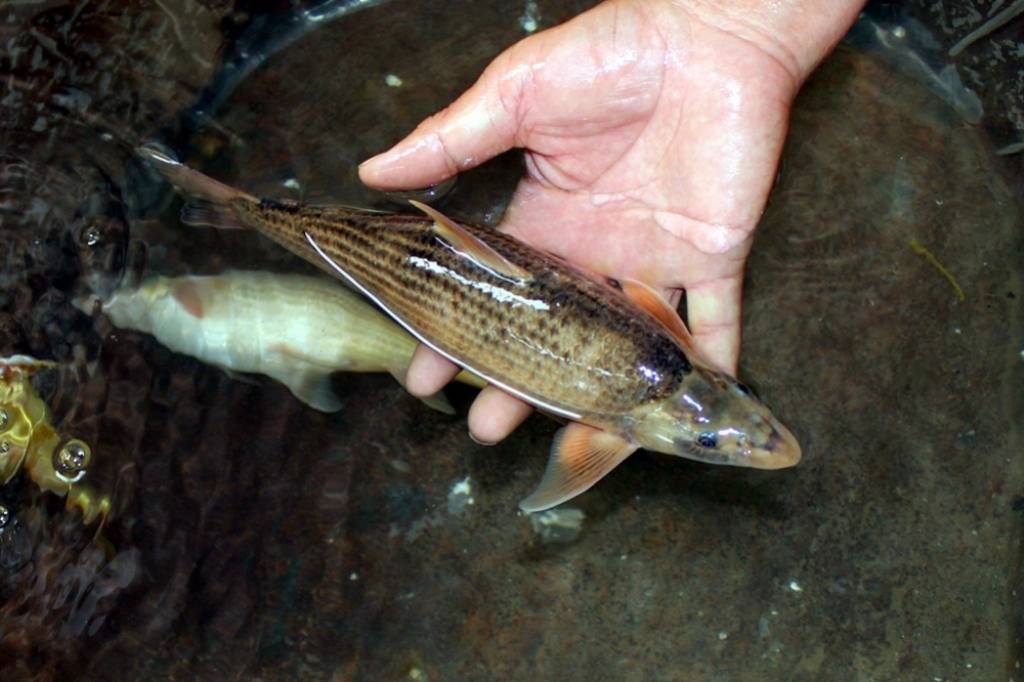 原创 黄河汇入渤海后,盐度急剧升高,里面的鱼到底去哪了?3