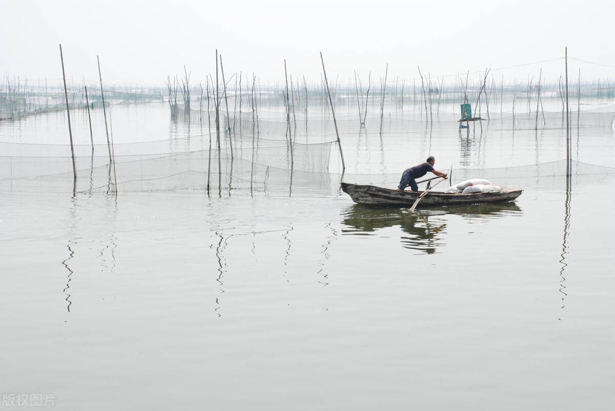 原创 黄河汇入渤海后,盐度急剧升高,里面的鱼到底去哪了?4
