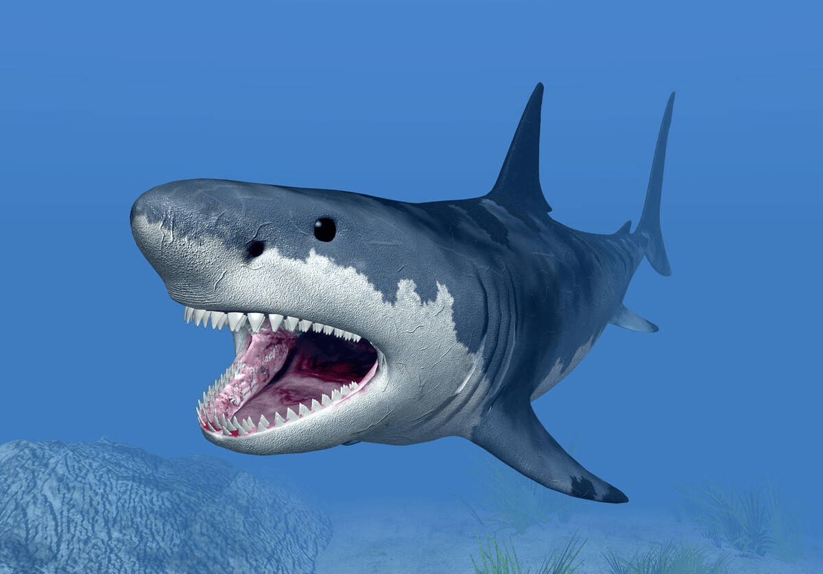 原创 大海中最凶猛的动物,鲨鱼,它是如何捕捉几公里以外的动物的?1