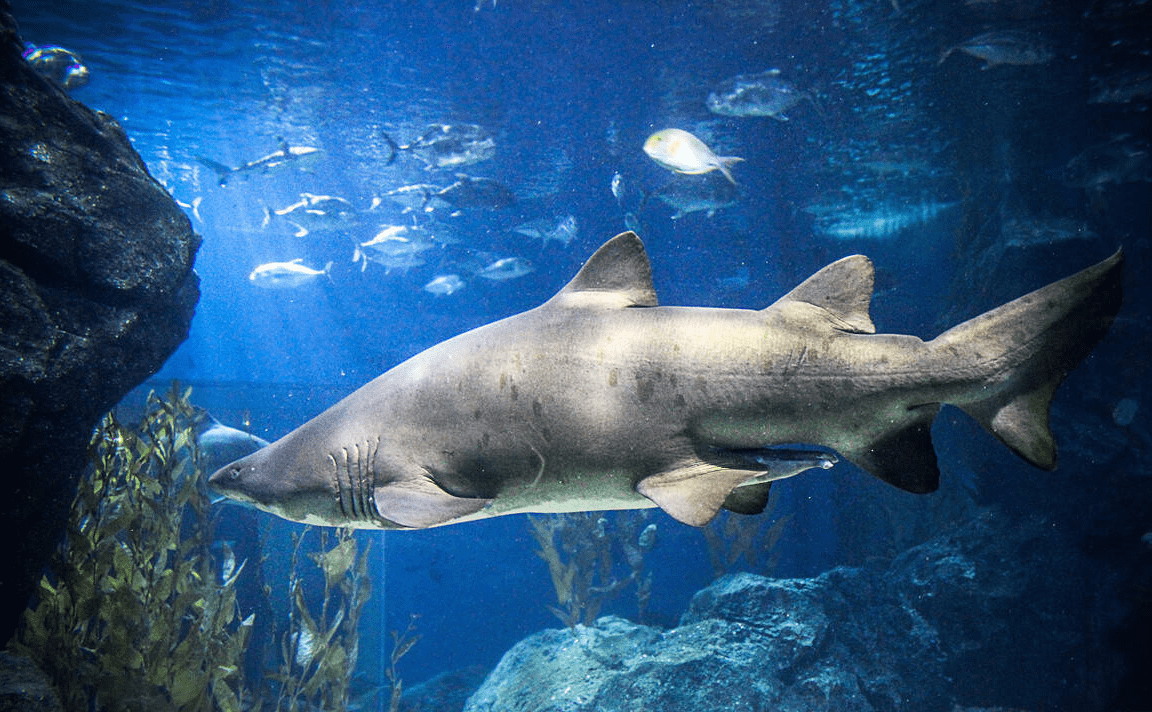 原创 大海中最凶猛的动物,鲨鱼,它是如何捕捉几公里以外的动物的?2