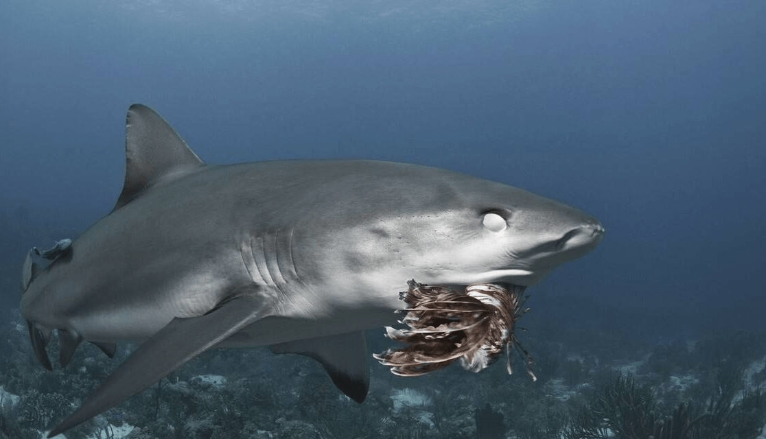 原创 大海中最凶猛的动物,鲨鱼,它是如何捕捉几公里以外的动物的?3