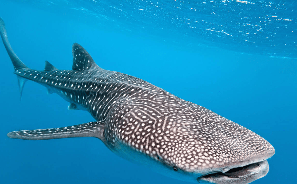 原创 大海中最凶猛的动物,鲨鱼,它是如何捕捉几公里以外的动物的?4