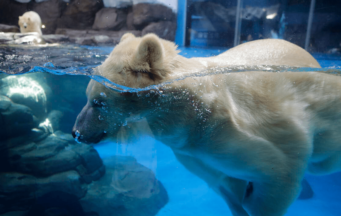 原创 大海中最凶猛的动物,鲨鱼,它是如何捕捉几公里以外的动物的?5