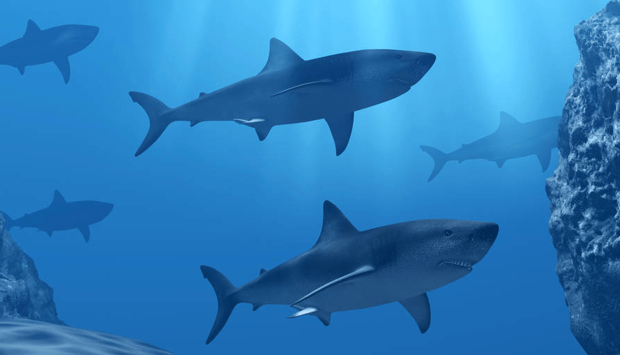 原创 大海中最凶猛的动物,鲨鱼,它是如何捕捉几公里以外的动物的?6