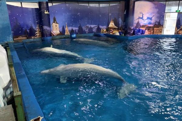 武汉极地海洋世界怎么玩1