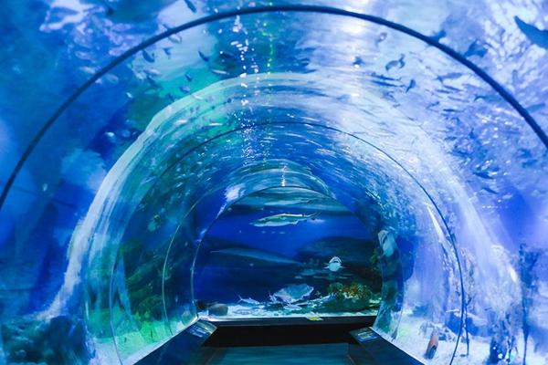 武汉极地海洋世界怎么玩2