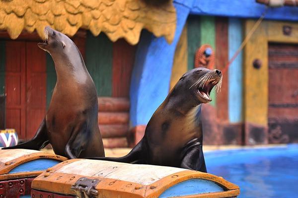 武汉极地海洋世界怎么玩3