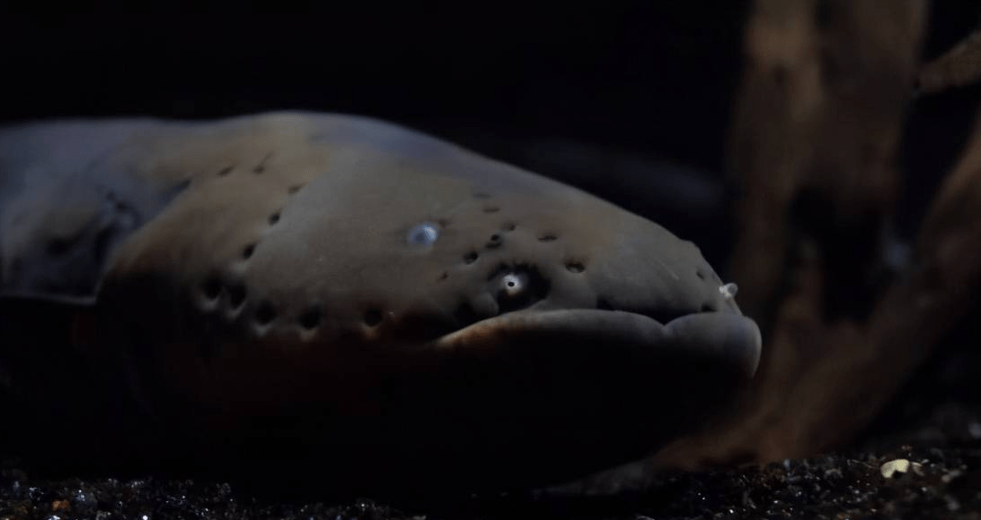 原创 电鳗的电力如此的强，甚至可以电死一头牛，为何电不到自己？1