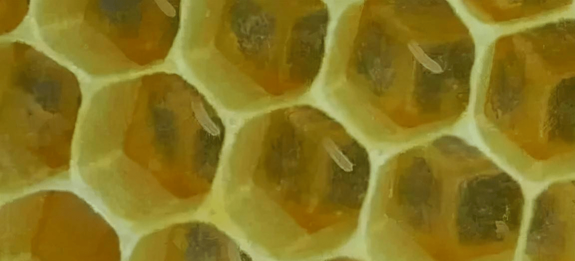 原创 蜂王为什么要让蜂卵立在巢房中,而不是躺在巢房中?佩服蜜蜂智慧1