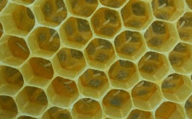 原创 蜂王为什么要让蜂卵立在巢房中,而不是躺在巢房中?佩服蜜蜂智慧2