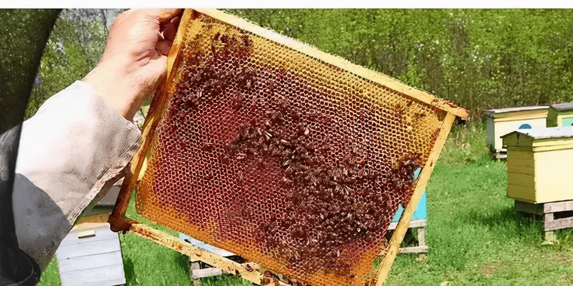 原创 蜂王为什么要让蜂卵立在巢房中,而不是躺在巢房中?佩服蜜蜂智慧4