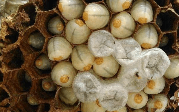 原创 蜂王为什么要让蜂卵立在巢房中,而不是躺在巢房中?佩服蜜蜂智慧5