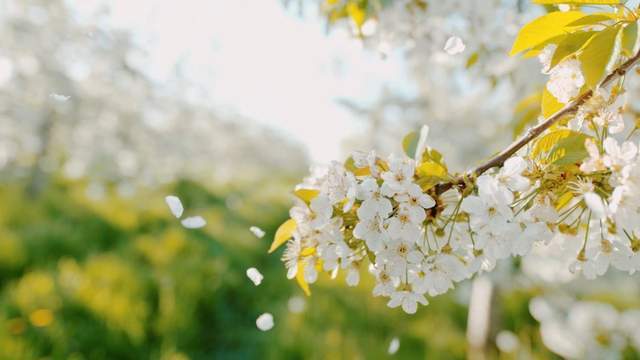 3月份旅游地推荐,最美的春天都在这里了1