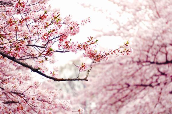 2022长丰樱花小镇什么时候开放 合肥长丰樱花哪里有1