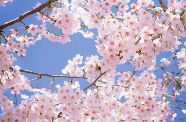 2022长丰樱花小镇什么时候开放 合肥长丰樱花哪里有2