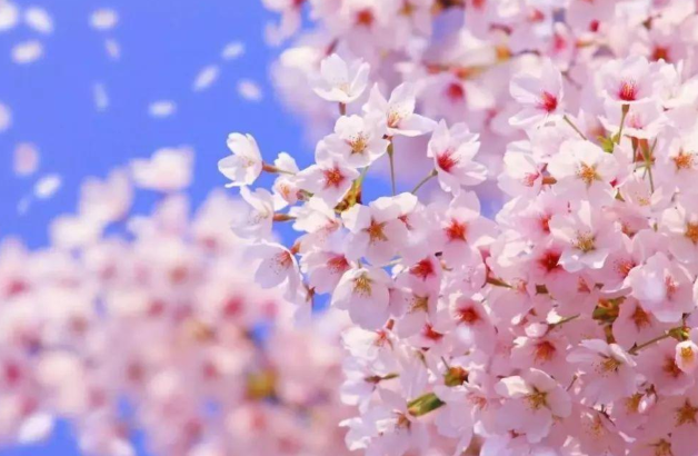 2022长丰樱花小镇什么时候开放 合肥长丰樱花哪里有3