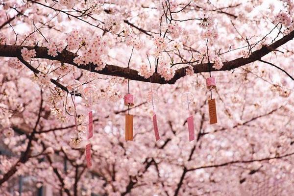 无锡尚田小镇赏樱攻略及春游攻略1