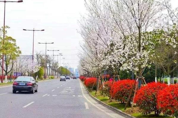 无锡尚田小镇赏樱攻略及春游攻略2