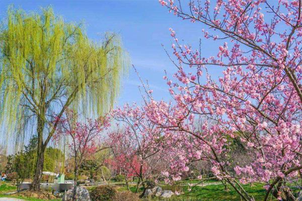 无锡尚田小镇赏樱攻略及春游攻略3