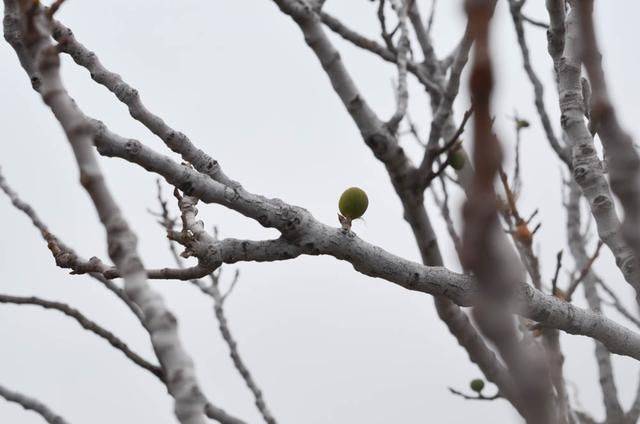 上帝打翻了牛奶瓶,它就变成了土耳其的棉花堡14
