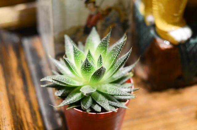 你不知道的旅游秘密:这个时段的南浔古镇是免费的,却也是最美的13