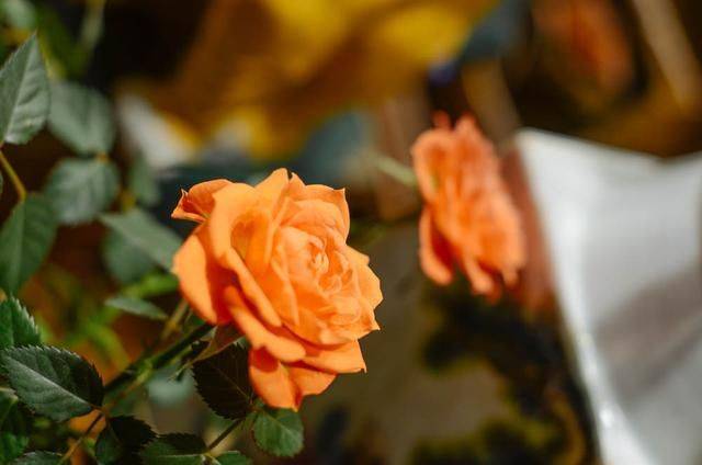 你不知道的旅游秘密:这个时段的南浔古镇是免费的,却也是最美的14