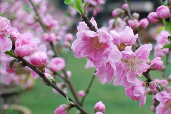 武汉植物园春游赏花攻略2