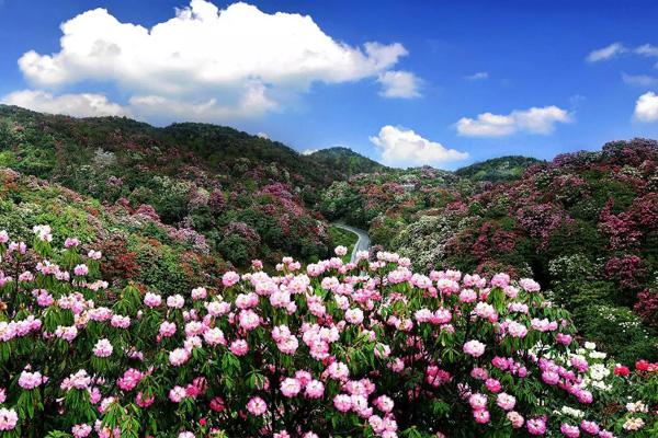 2022百里杜鹃门票价格和免票政策及景点介绍1