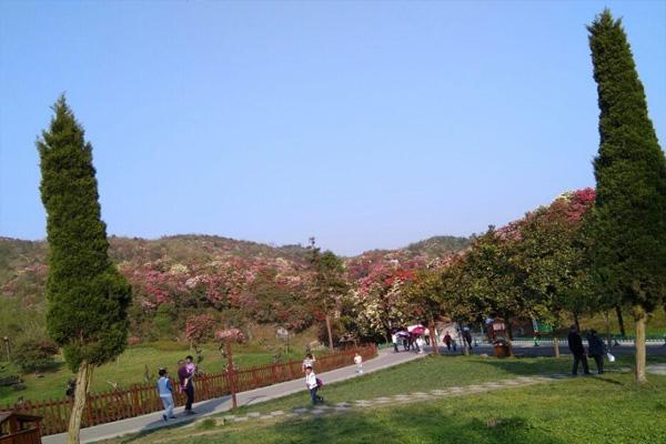 2022百里杜鹃门票价格和免票政策及景点介绍2