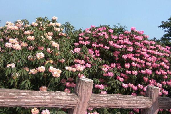 2022百里杜鹃门票价格和免票政策及景点介绍3