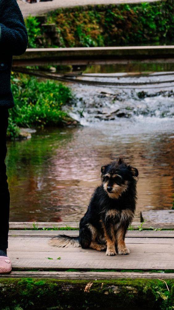 这个地方爱鱼成风,甚至还要位于举行葬礼,福建这一古村太神奇了5
