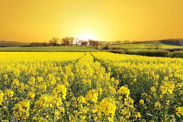 盘点全国四大最美油菜花观赏地，在金色花海中感受好春光1